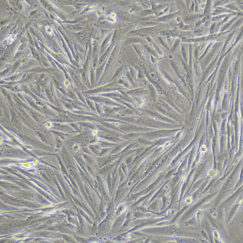 DBTRG-05MG���Խ���ϸ����ϸ��