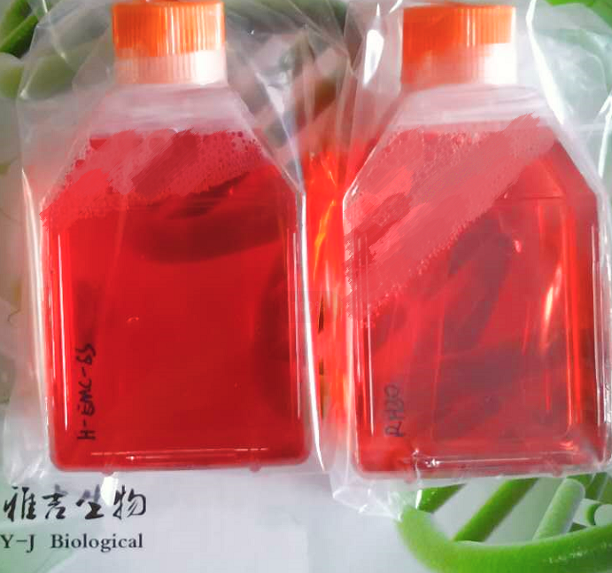 4T07-GFP/LUC��С�����ٶ�������ϸ����ɫӫ��+ӫ����ø˫��ǣ�