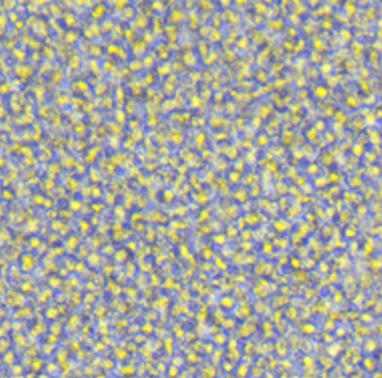 ML-2�˼����赥��ϸ����Ѫ��ϸ��